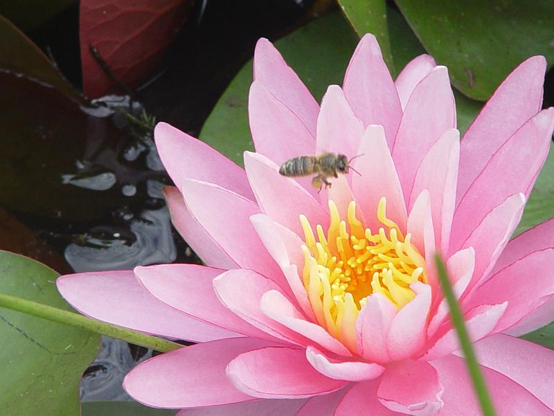 booroowhangary-nov09 039.jpg